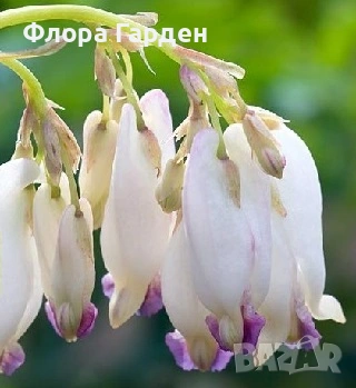 МНОГОГОДИШНИ ЦВЕТЯ - Коренища- ПРЕДВАРИТЕЛНИ ПОРЪЧКИ, снимка 13 - Градински цветя и растения - 53650042