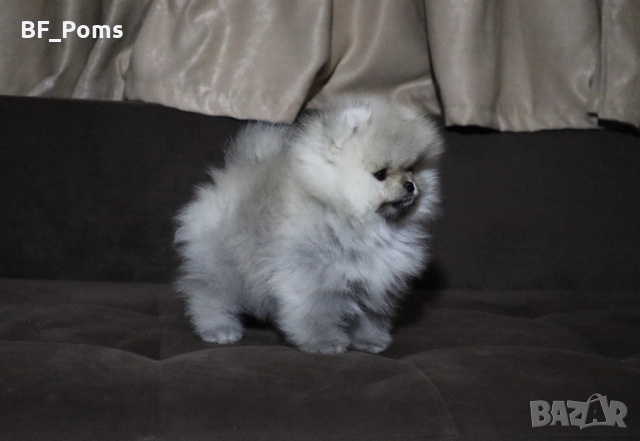 Страхотно момченце померан с родословие FCI, снимка 16 - Померан - 52918943