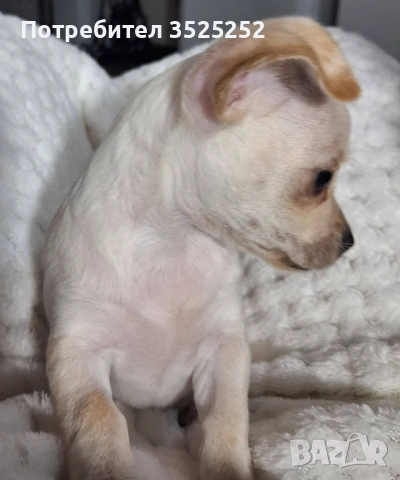 ПРОДАВАМ  МИНИ  ЧИХУПИНЧЕР НА 45 Д. !, снимка 2 - Чихуахуа - 53613753