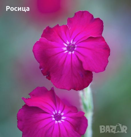 Продавам разсад Бяла и Розова йонотера, снимка 4 - Градински цветя и растения - 46103526