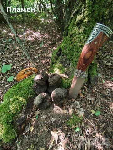 Черен пресен трюфел, снимка 14 - Други - 41320614