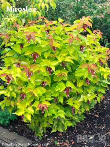 Фазаново дърво (Лейцестерия), снимка 4 - Градински цветя и растения - 53986213