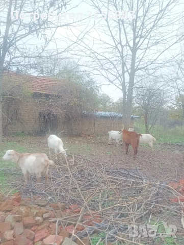 Англонобийски пръч,кози,ярета и виетнамски прасета, снимка 2 - Кози - 52519380