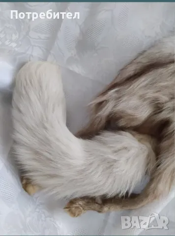 Яка от цяла лисица, снимка 4 - Шалове - 49942193