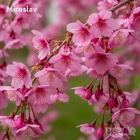 Плачеща японска вишна, снимка 5 - Градински цветя и растения - 53891242