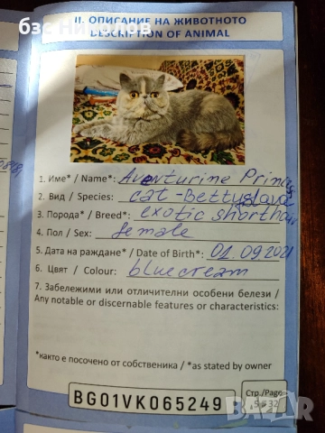 Женски екзотични персийски котки на 4,5 години 2,5 години и на 4 месеца., снимка 16 - Персийска - 51485263