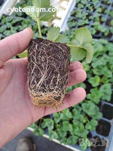 РАЗСАД ЯГОДИ, снимка 2 - Разсади - 53741804