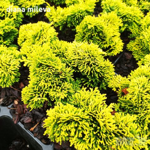 Лъжекипарис Обтуса Нана Грацилис жълта, Chamaecyparis obtusa Nana Gracilis Aurora, снимка 4 - Градински цветя и растения - 46404796