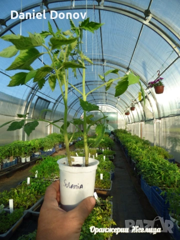 Над 150 сорта разсади за домати, краставици, тиквички, патладжан, дини, пъпеши, цветя, снимка 18 - Разсади - 52473586