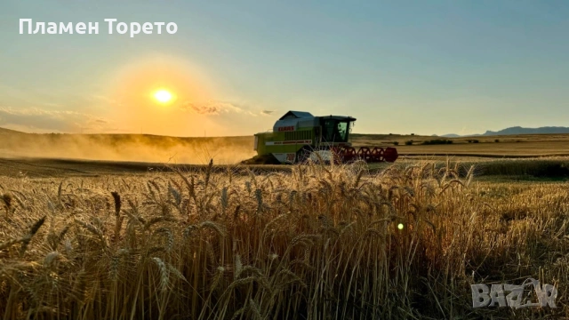 Продавам Пшеница, Просо, Слънчоглед и Леща - реколта 2025