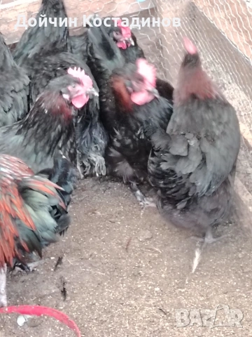 разплодни яйца Маран., снимка 3 - Кокошки и пуйки - 53580488