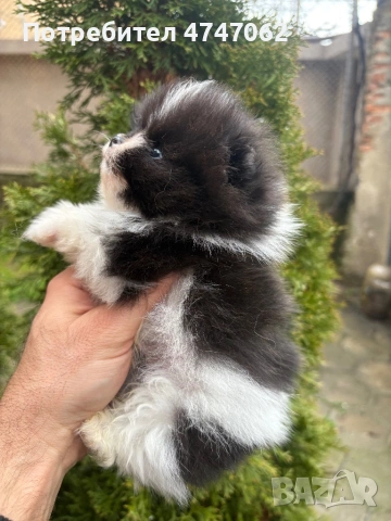 Померан мъжки, снимка 4 - Померан - 54112761