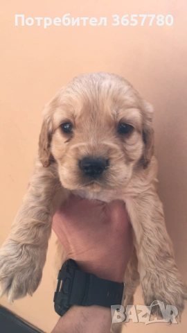 Кокер шпанол