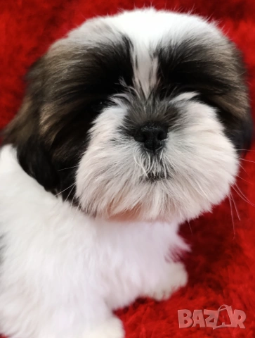Кученца Ши Тцу /SHIH TZU FCI pedigree 