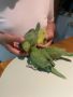 Папагали Малък Александър, снимка 3