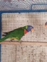 Продавам Многоцветно Лори на една година с ДНК тест за пол,папагалче то е мъжки 0879166611, снимка 2