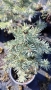 Сребрист смърч, Picea pungens 'Misty Blue', снимка 11