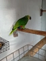 Женска синьочела амазона , снимка 7