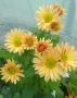 Хризантеми разсад 3,50 лв брой цвят на късмет от показаните , снимка 7