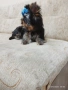 йорки, снимка 3