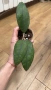 Хоя. Hoya perak Malaysia , снимка 2