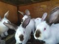 Зайци Калифорнийски, снимка 1 - Други животни - 38970819