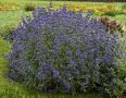 Кариоптерис, синя брада (Caryopteris x clandonensis 'Heavenly Blue'), снимка 1