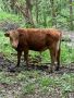 Продавам мъжки телета, снимка 1 - Крави - 45340163