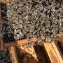 Пчелни майки и отводки, снимка 5