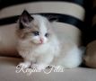 Чистокръвни Рагдол котки / Ragdoll cats с родословие, снимка 2