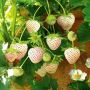 100 семена от плод бяла ягода органични плодови ягодови семена от вкусни ягоди отлични плодове с мно, снимка 14