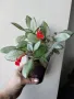 Eписция, episcia Silver Skies, снимка 3