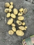 Продавам картофи , снимка 5