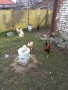 Продавам млади петли, снимка 4