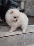 Померан , снимка 4