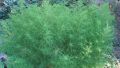 Кохия, Летен кипарис, Харманска метла (Kochia), снимка 1 - Градински цветя и растения - 45767411