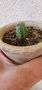 Echinocereus knipelianus, снимка 1 - Стайни растения - 45593478