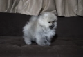 Страхотно момченце померан с родословие FCI, снимка 16