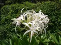 Grand crinum lily Тропически крин лилиум, снимка 1