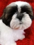 Кученца Ши Тцу /SHIH TZU FCI pedigree , снимка 1