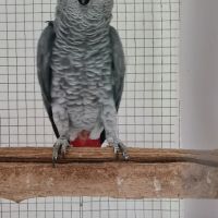 полово зрял мъжки папагал кралско Жако, снимка 3 - Папагали - 45681844