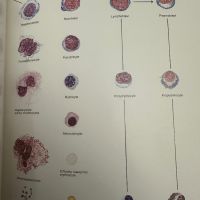 Хематологичен Атлас-The Morphology of Human Blood Cells-Abbot laboratories,1985,p.92, снимка 13 - Специализирана литература - 45372137