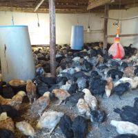 Продавам пилета  кръстоска на един месец (на 30 дни) 4лв., снимка 5 - Кокошки и пуйки - 45317437