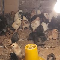 Продавам  пилета, снимка 1 - Кокошки и пуйки - 45914072