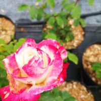 Роза сорт Double Delight,  Дабъл Дилайт, Двойно удоволствие, снимка 6 - Градински цветя и растения - 45830039