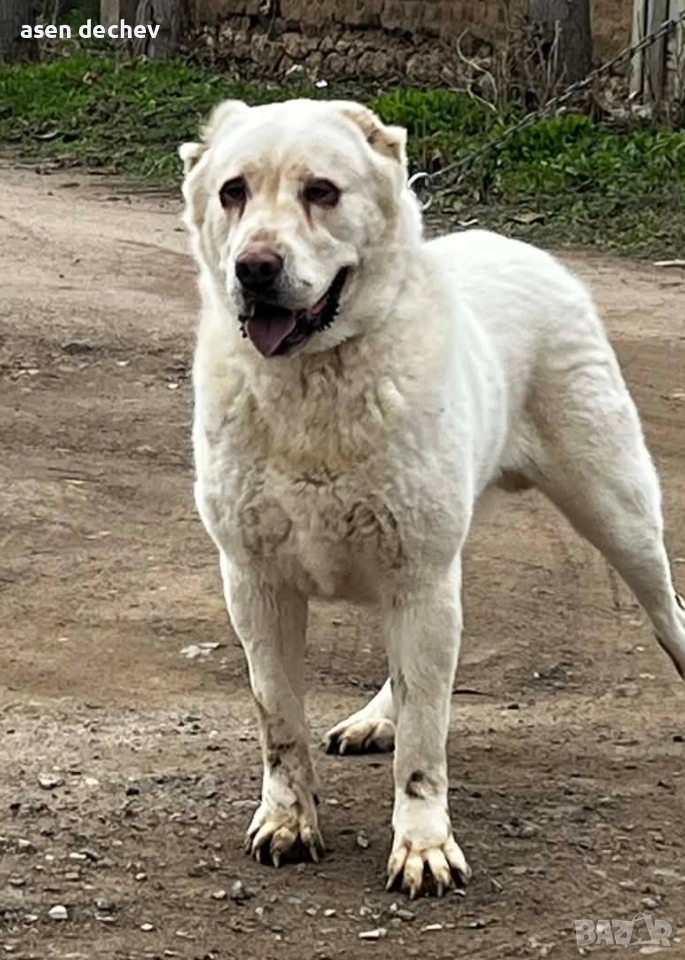 продавам мъжко алабай , снимка 1