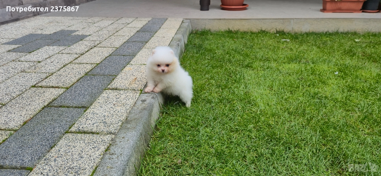 Женско померанче,померан, снимка 1