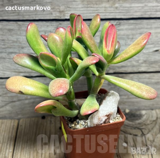 Crassula ovata ‘Hobbit Sunset’, снимка 1