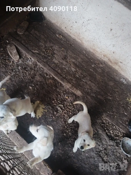 бебета лабрадори, снимка 1