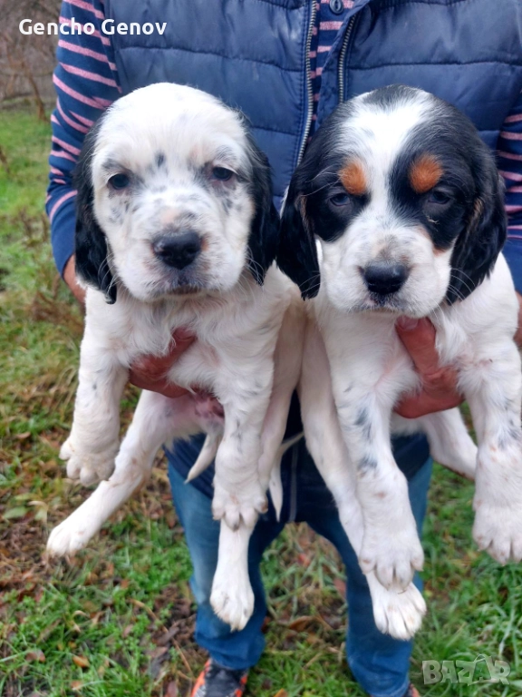  Английски Сетъри, снимка 1